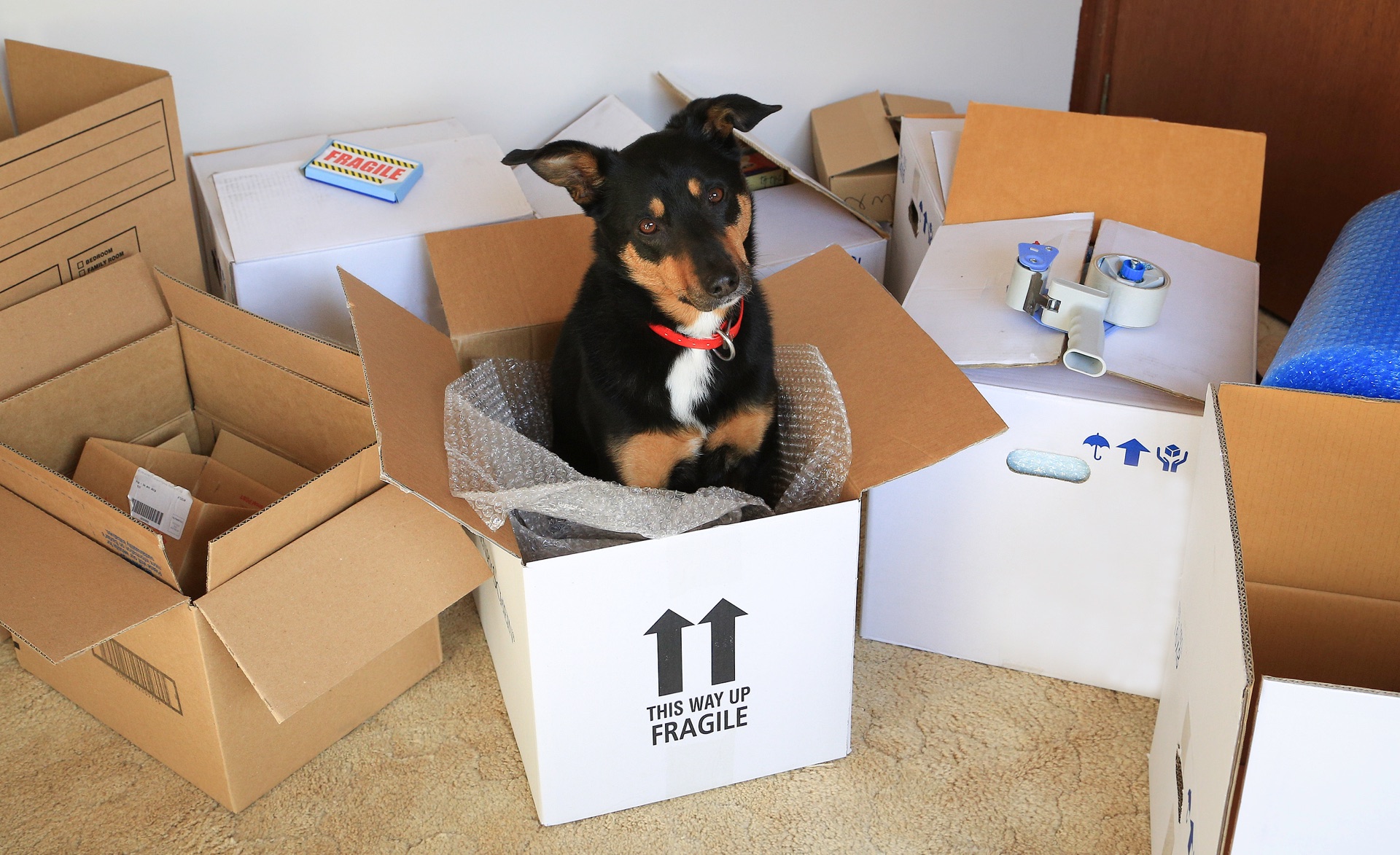 Dog sitting inside a moving box surrounded by packing supplies
