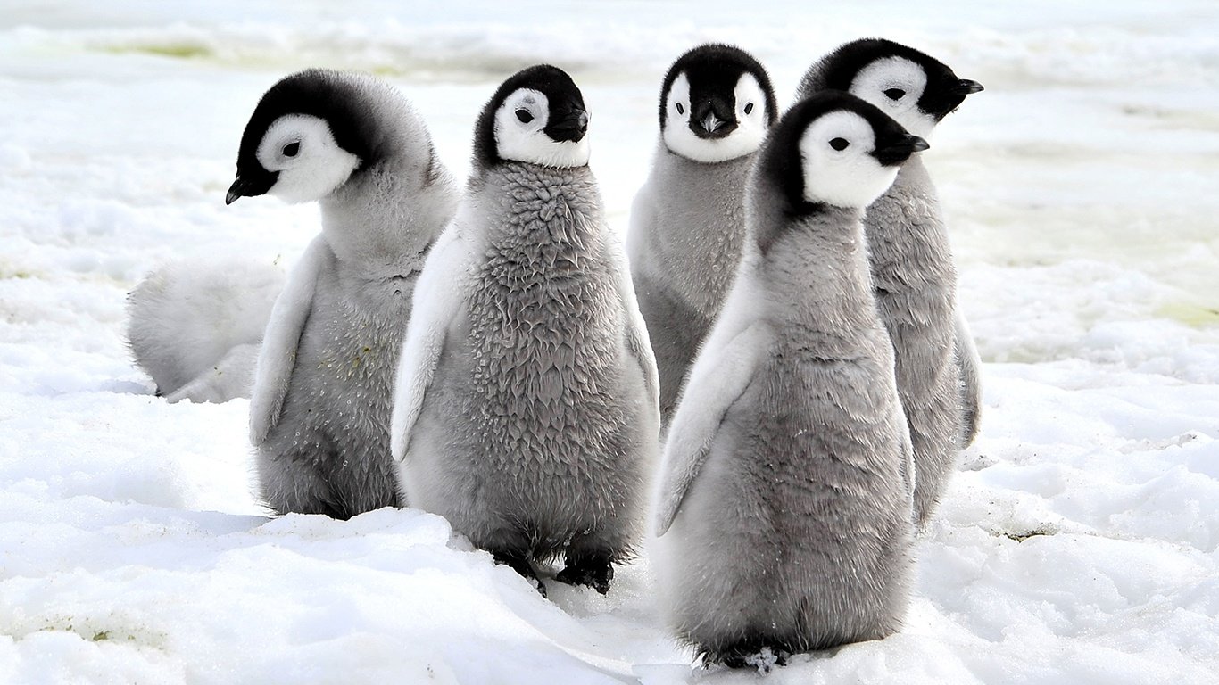 Google Rolls Out Penguin 2.0 Update